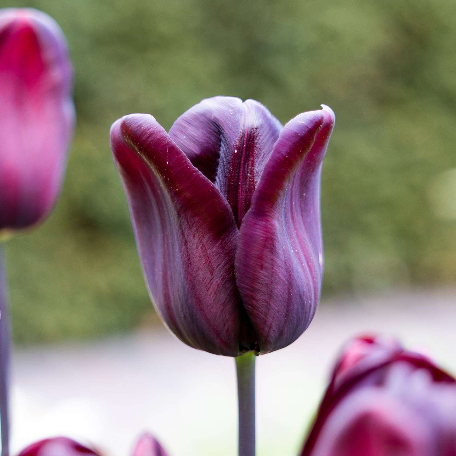 Tulppaani 'Continental'